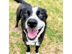Adopt Figgy a Black Mixed Breed (Large) / Mixed dog in Oakland, CA (41503265)