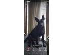 Adopt Icez a Black German Shepherd Dog / Mutt / Mixed dog in Linda