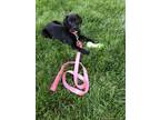 Adopt Sunny (Sunny Day) a Black - with White Labrador Retriever / Mixed dog in