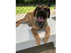 Adopt Reggie a Brown/Chocolate - with Black German Shepherd Dog / Mixed dog in