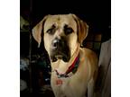 Adopt Sarabi IN LA!! a Brown/Chocolate - with Black Jindo / Great Dane / Mixed