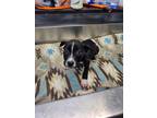 Adopt Quill a Mixed Breed (Medium) / Mixed dog in Duncan, OK (41506570)