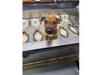 Adopt Queenie a Mixed Breed (Medium) / Mixed dog in Duncan, OK (41506568)