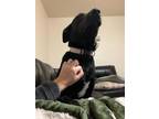 Adopt Grizzy a Black Labrador Retriever / Mixed Breed (Medium) / Mixed (short