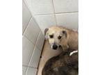 Adopt Spring a Tan/Yellow/Fawn American Pit Bull Terrier / Mixed Breed (Medium)