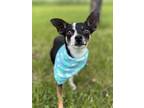 Adopt Brooks a Mixed Breed (Medium) / Mixed dog in Menomonie, WI (41528181)