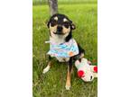 Adopt Garth a Mixed Breed (Medium) / Mixed dog in Menomonie, WI (41528180)