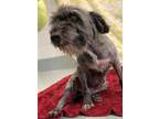 Adopt Pixel - Available In Foster a Brown/Chocolate Cairn Terrier / Mixed Breed