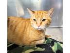 Adopt Tony a Domestic Shorthair / Mixed (short coat) cat in Grand Forks