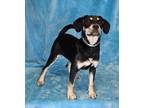 Adopt Tracy *foster needed* a Black - with Tan, Yellow or Fawn Beagle / Puggle /