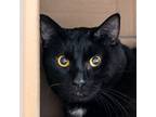 Adopt Milo a Domestic Shorthair / Mixed cat in Des Moines, IA (41514093)