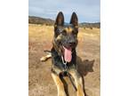 Adopt Credence a Black - with Tan, Yellow or Fawn German Shepherd Dog / Mixed