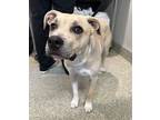 Adopt Steven* a American Pit Bull Terrier / Labrador Retriever / Mixed dog in