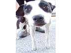 Adopt DUMMY a Black Parson Russell Terrier / Mixed dog in Arcadia, FL (41547146)