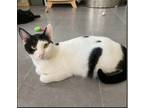Adopt Annabelle a Black & White or Tuxedo Oriental / Mixed (short coat) cat in