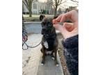 Adopt Malibu “Mali” a Brindle - with White Boxer / Mixed dog in Vermilion