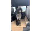 Adopt Grizzly a Merle Poodle (Standard) / Mixed dog in Phoenix, AZ (41534047)