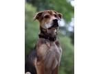 Adopt BG a Tricolor (Tan/Brown & Black & White) Labrador Retriever / Chow Chow /