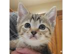 Adopt Geneva a Gray, Blue or Silver Tabby Domestic Shorthair / Mixed (short