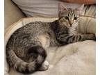 Adopt Milan a Gray, Blue or Silver Tabby Domestic Shorthair / Mixed (short coat)