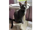 Adopt Esme a Gray or Blue Russian Blue / Mixed (short coat) cat in Knoxville