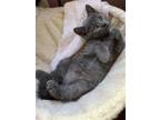 Adopt Henri a Gray or Blue Russian Blue / Mixed (short coat) cat in Knoxville
