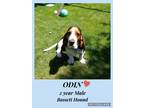 Adopt ODIN - 2 YEAR BASSETT HOUND a White - with Brown or Chocolate Basset Hound