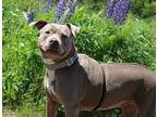 Adopt Olive a American Staffordshire Terrier / Mixed dog in Duluth