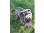 Adopt Queso (formerly Cheese Puff) a Gray/Blue/Silver/Salt & Pepper Shar Pei /