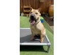 Adopt Daisy a Tan/Yellow/Fawn Shar Pei / Mixed dog in Lake Forest, CA (41540225)