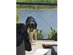Adopt Roman a Black - with Tan, Yellow or Fawn Mutt / Mixed dog in Venice