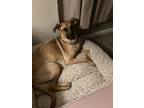 Adopt Mila a Red/Golden/Orange/Chestnut - with Black Black Mouth Cur / Black