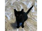 Adopt Bernard a All Black Domestic Mediumhair (medium coat) cat in Wimauma