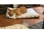 Adopt Clyde a Brown/Chocolate - with White Mutt / Mixed dog in Cary