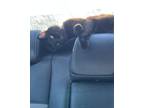 Adopt Oliver a All Black Domestic Mediumhair / Mixed (medium coat) cat in Saint