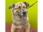 Adopt SILLY TILLY a Gray/Blue/Silver/Salt & Pepper Australian Shepherd / Mixed