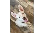 Adopt amazing “Arctic” a White Husky / Terrier (Unknown Type