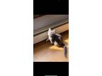 Adopt Sterling Archer a Gray, Blue or Silver Tabby Domestic Mediumhair / Mixed
