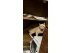 Adopt Queso a Orange or Red Domestic Shorthair / Mixed (short coat) cat in