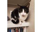 Adopt Belle a Black & White or Tuxedo Domestic Shorthair / Mixed (short coat)