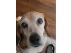 Adopt Kabella a Tan/Yellow/Fawn - with White Beagle / Mixed dog in Germantown