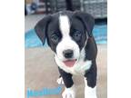 Adopt MEATLOAF a Black - with White Australian Shepherd / Mixed dog in
