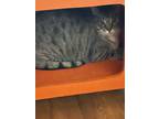 Adopt Sammy a Gray, Blue or Silver Tabby Tabby (short coat) cat in Palo Cedro