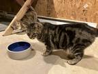 Adopt J.J. a Brown or Chocolate Domestic Shorthair / Mixed (short coat) cat in