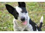 Adopt Dippy Doo a Gray/Silver/Salt & Pepper - with White Blue Heeler / Mixed dog