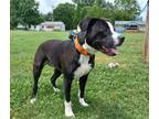 Adopt duke 2 a Black - with White American Pit Bull Terrier dog in Maryville