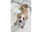 Adopt Matrix a Tan/Yellow/Fawn - with White Labrador Retriever / Terrier