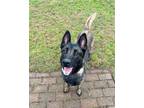 Adopt Hannah a Dutch Shepherd / Mixed dog in Meriden, CT (41535397)