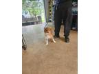 Adopt Ree a Dachshund / Mixed dog in Troy, OH (41546879)