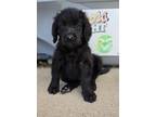 Adopt Squidward a Mastiff dog in Windsor, CO (41488347)